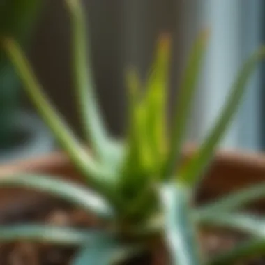 Botanical Beauty: The Aloe Vera Plant Botanical illustration of aloe vera plant