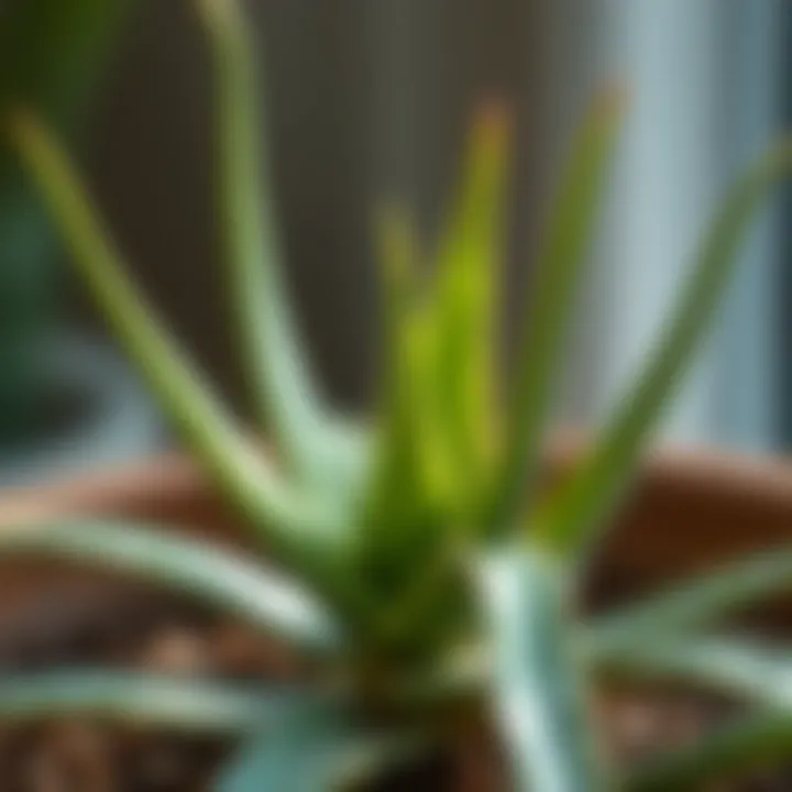 Botanical Beauty: The Aloe Vera Plant Botanical illustration of aloe vera plant