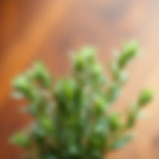 Fresh rosemary sprigs highlighting the natural beauty of the herb