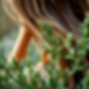 Historical illustration depicting rosemary’s use in ancient hair care