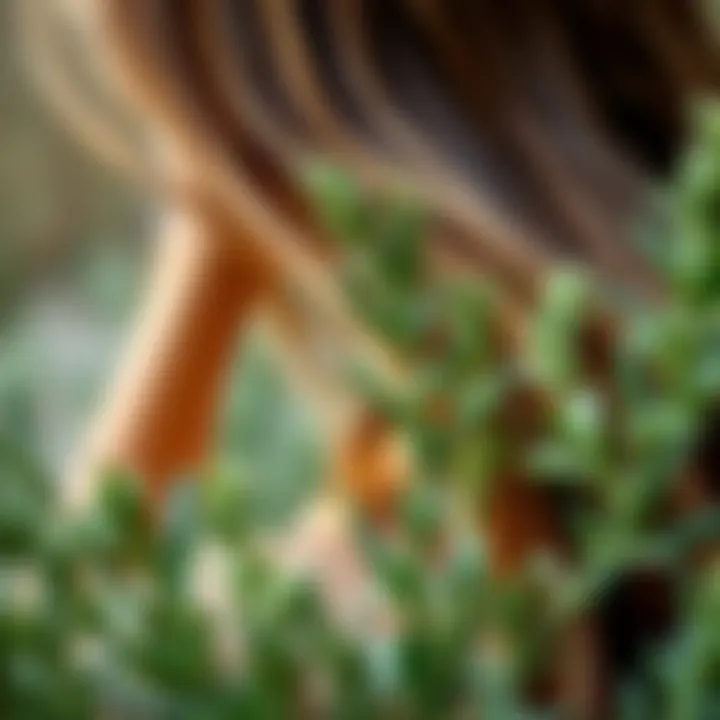 Historical illustration depicting rosemary’s use in ancient hair care