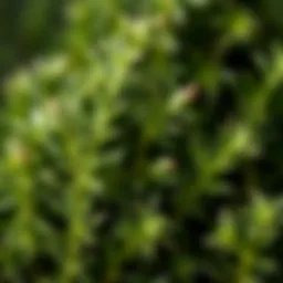 Fresh rosemary sprigs showcasing their vibrant green hue