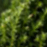 Vibrant Rosemary Sprigs Fresh rosemary sprigs showcasing their vibrant green hue