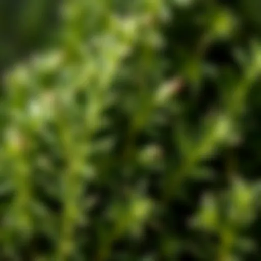 Vibrant Rosemary Sprigs Fresh rosemary sprigs showcasing their vibrant green hue