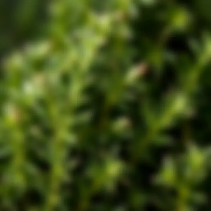 Vibrant Rosemary Sprigs Fresh rosemary sprigs showcasing their vibrant green hue