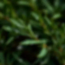 A close-up view of rosemary leaves glistening with dew