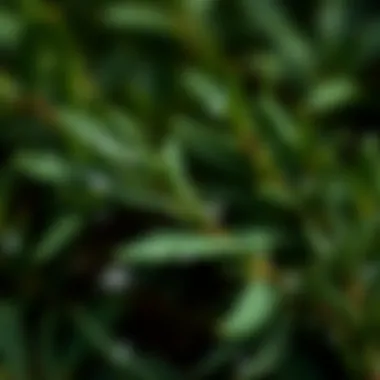 A close-up view of rosemary leaves glistening with dew