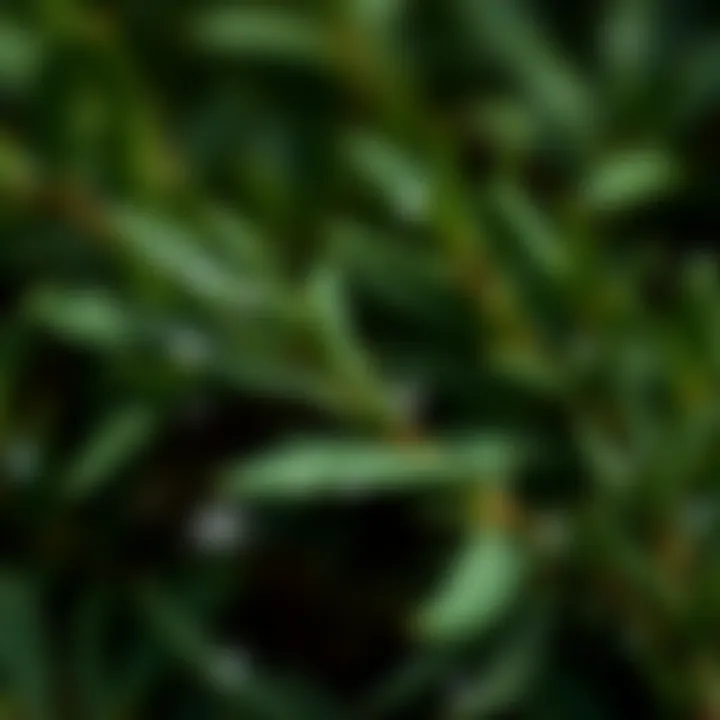 A close-up view of rosemary leaves glistening with dew