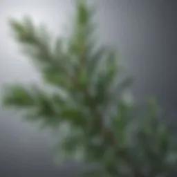 A close-up of rosemary leaves with droplets of essential oil highlighting its natural beauty