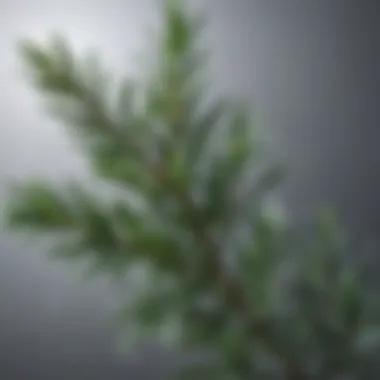 A close-up of rosemary leaves with droplets of essential oil highlighting its natural beauty