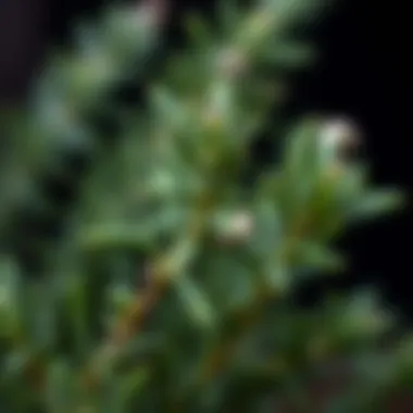 Wilting Rosemary A close-up of rosemary with subtle signs of wilting