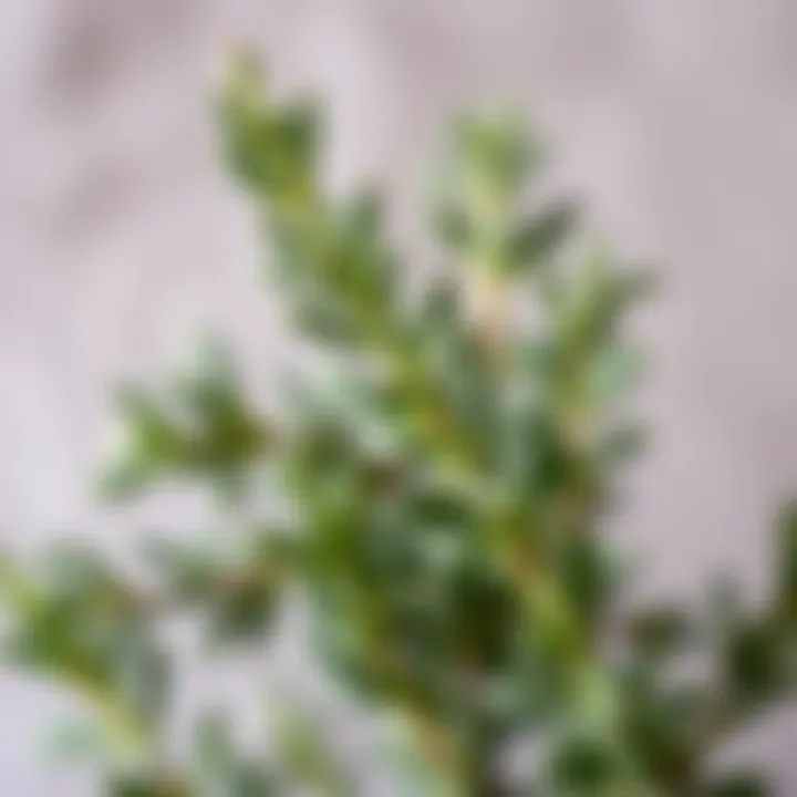 Rosemary Leaves Detail Vibrant rosemary leaves against a neutral backdrop