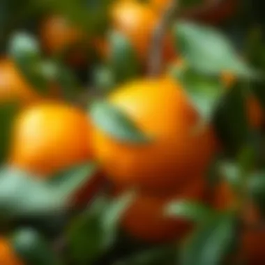 The Essence of Vitamin C in Nature Fresh oranges rich in Vitamin C