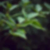 Close-up of tea tree leaves showcasing their vibrant green color