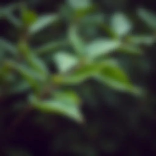 Close-up of tea tree leaves showcasing their vibrant green color