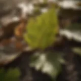 A close-up of walnut leaves reflecting sunlight, symbolizing natural hair care