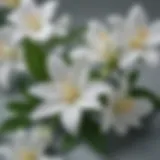 A blooming jasmine flower showcasing its delicate petals