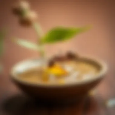 Effective Ways to Use Ant Oil How to use ant oil effectively