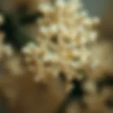 The molecular structure of collagen