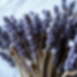 Dried lavender flowers arranged aesthetically