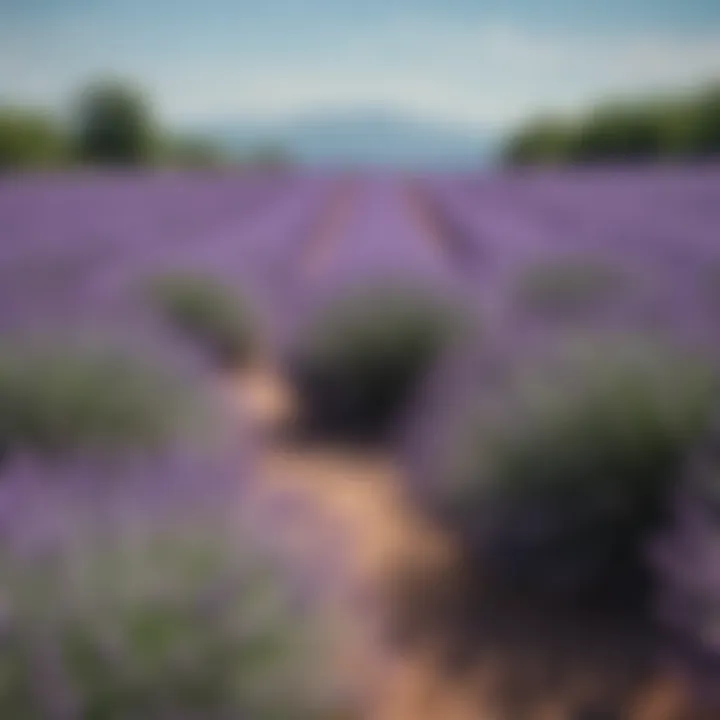 A calming lavender field under a clear blue sky