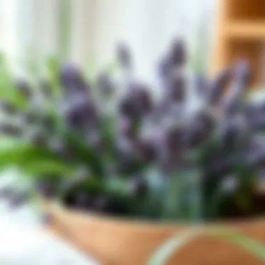 Aromatherapy with Lavender Plants Lavender plants in a beautiful arrangement for aromatherapy.