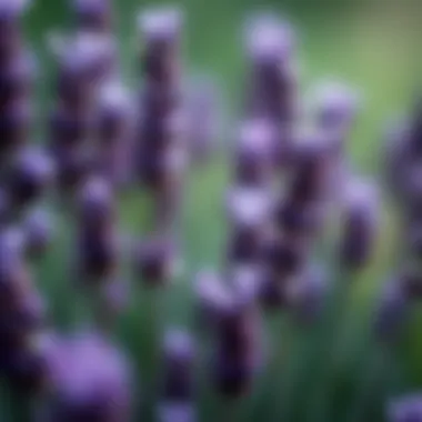 Close-up of lavender flowers with dew drops