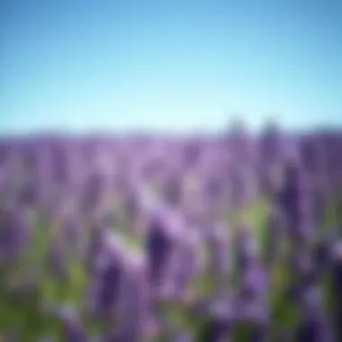 A serene lavender field under a clear blue sky