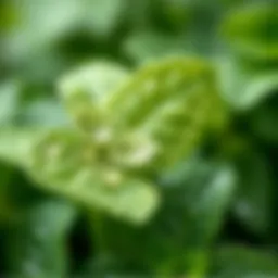 Fresh mint leaves with droplets for skin care