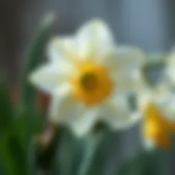 Close-up view of a narcissus flower in bloom