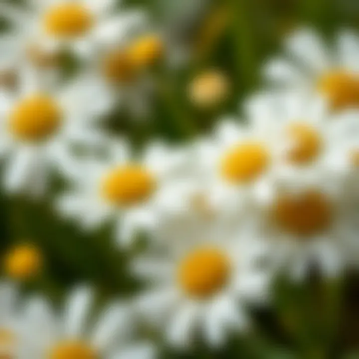 Fresh Chamomile Flowers and Their Benefits A close-up of chamomile flowers with droplets of water, emphasizing their freshness and health benefits.