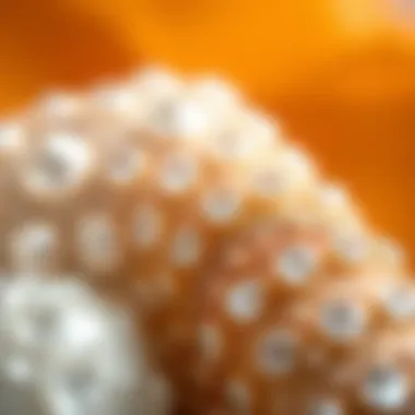 Close-up of luxurious materials used in nail models